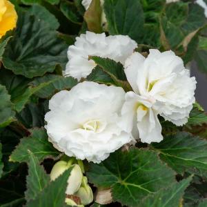 Bégonia Grande fleur blanc (x3)